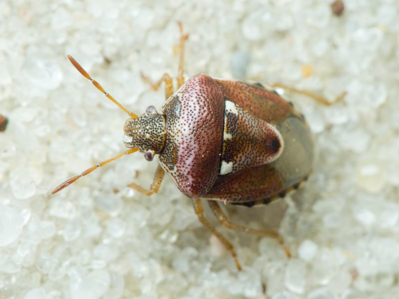 Stagonomus bipunctatus (Linnaeus, 1758)